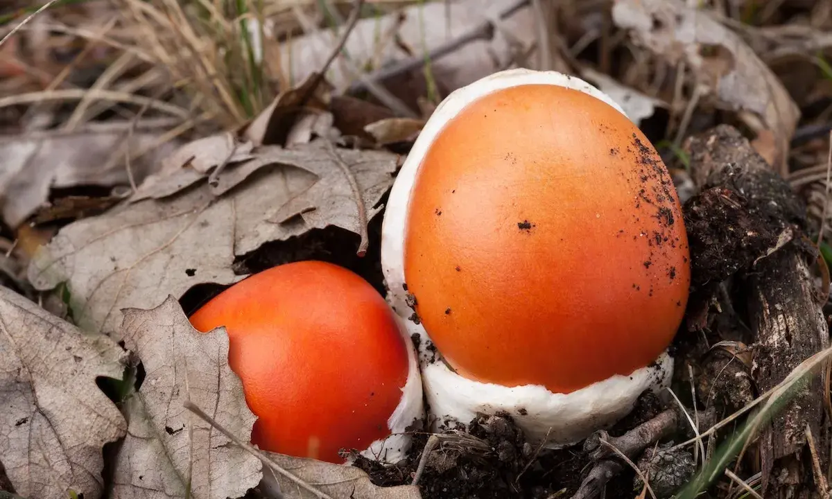 Insalata di Ovuli: Ricetta, Sicurezza e Segreti del Fungo Reale