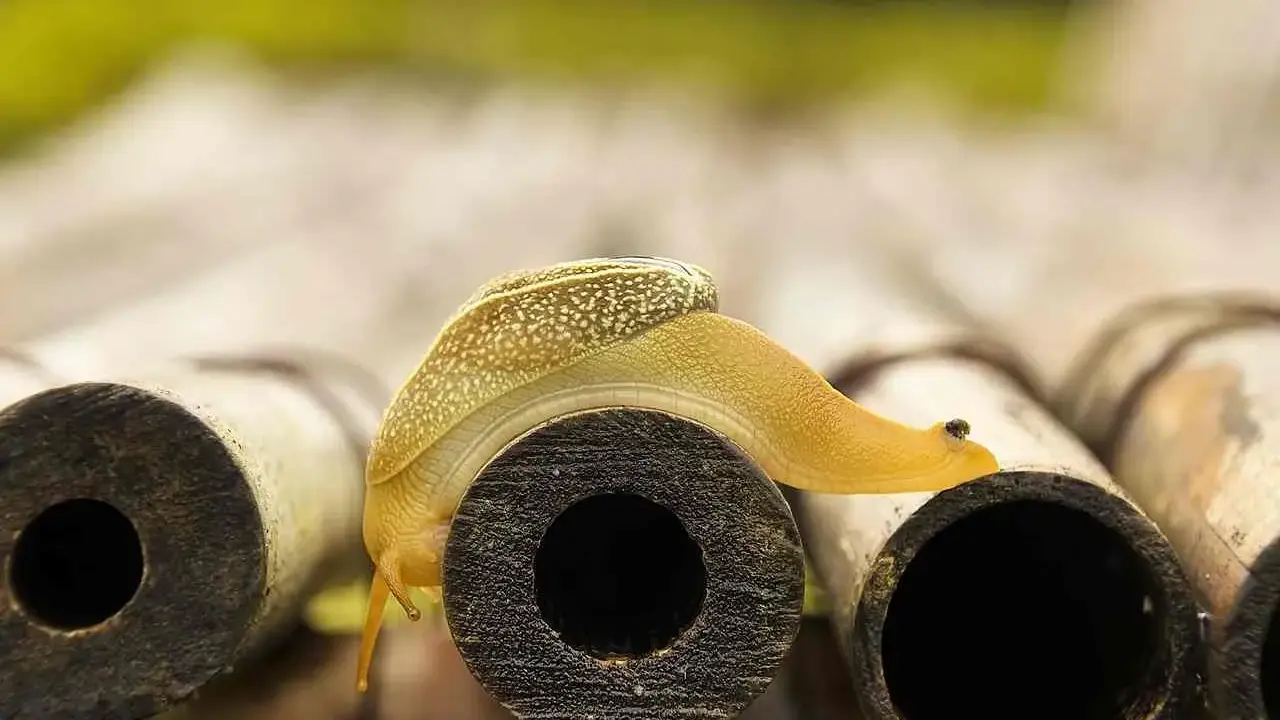 Gelbe Schnecke kriecht über Bambusrohre. Vorsicht vor dem **schneckenkorn giftig**, es könnte ihr zum Verhängnis werden.