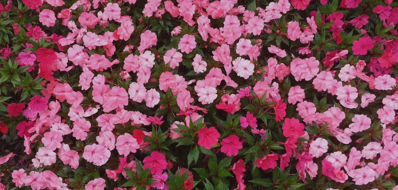 Un tapis de fleurs d'impatiens de Nouvelle-Guinée roses et fuchsia. L'entretien de ces plantes est simple pour un tel éclat.