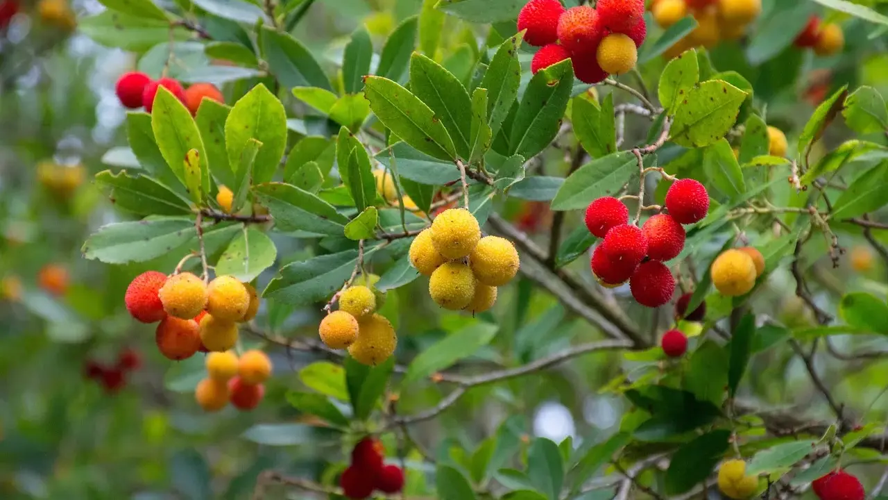 Grappes de fruits rouges et jaunes sur un arbousier, montrant la taille de l'arbousier et la maturité des baies.