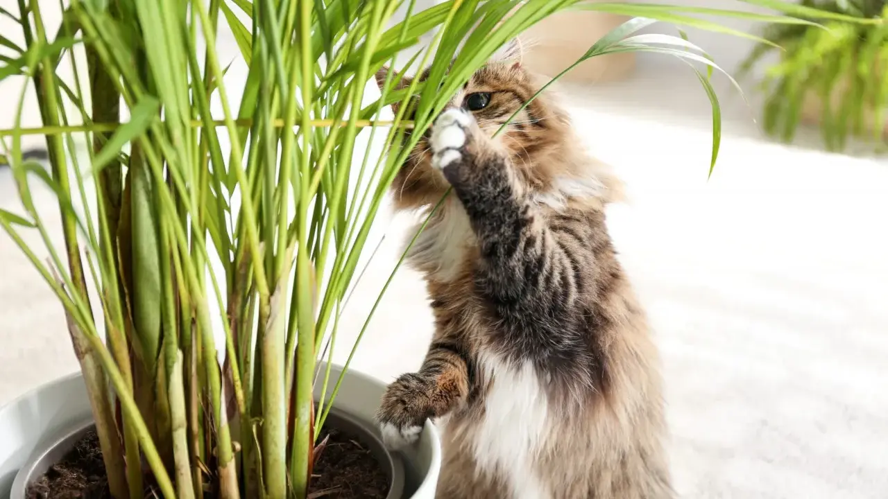 Puszysty kotek bada liście rośliny, zastanawiając się, czy calathea jest trująca dla kota.