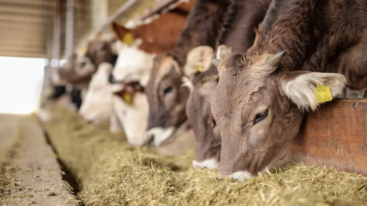 Rinder fressen Heu. Die Landwirtschaft trägt zu Treibhausgasen bei, aber auch die Ernährung der Tiere ist wichtig.