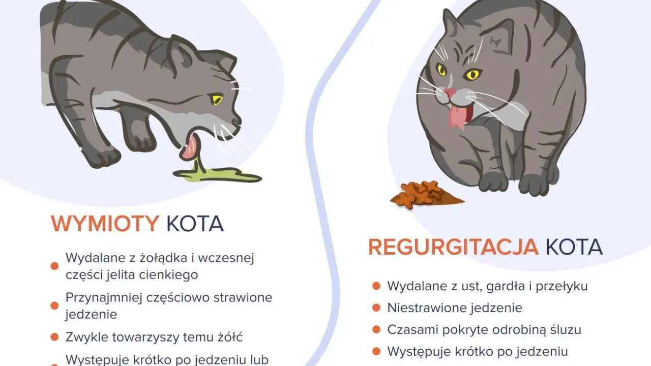 Ilustracja pokazuje dwa koty. Po lewej kot z wymiotami, po prawej kot z regurgitacją.