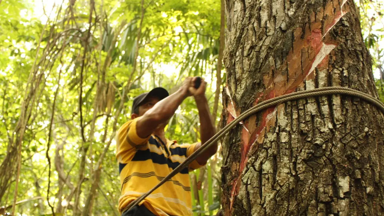 Hombre recolectando savia de árbol, parte del origen del chicle. La savia roja se ve en la corteza.