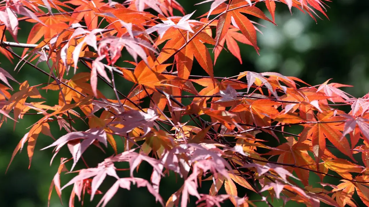 Rote und orangefarbene Blätter eines Ahorns, die im Sonnenlicht leuchten. Ein leichter Wind lässt die Zweige tanzen, als ob sie sich auf den Herbst vorbereiten.