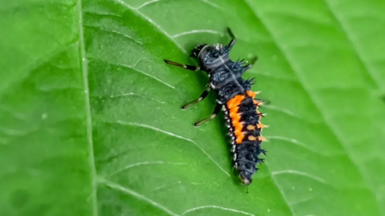 A spiky lady beetle larva, part of the lady beetle life cycle, crawls on a vibrant green leaf.