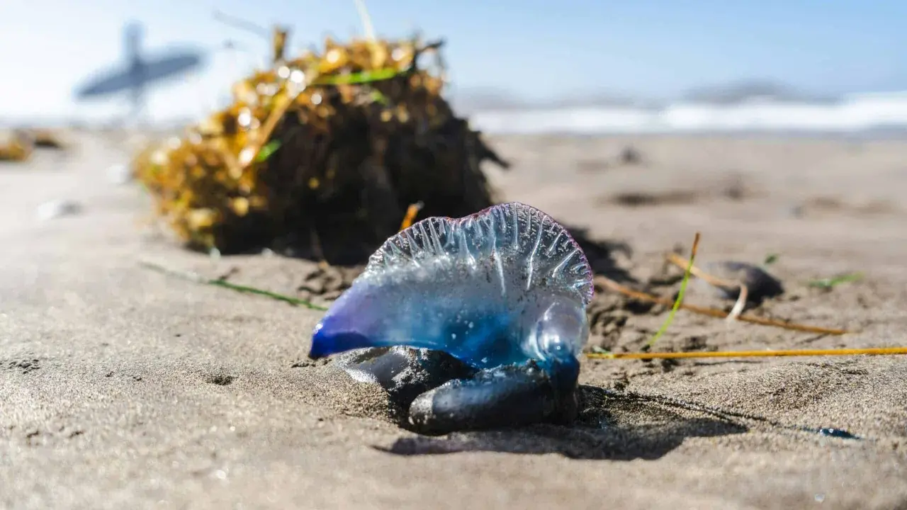 Una medusa blu e viola, un esemplare di zoologia marina, giace sulla sabbia umida vicino a un cumulo di alghe.