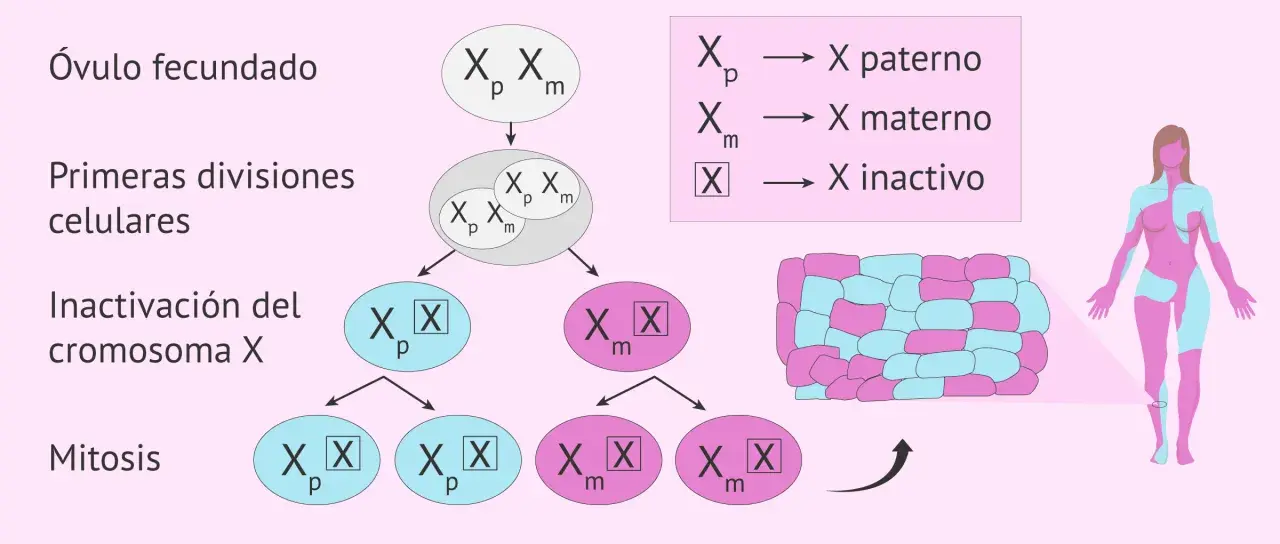 Proceso de inactivación del cromosoma X: un óvulo fecundado con cromosomas X paterno y materno sufre divisiones celulares, llevando a la inactivación aleatoria de uno de ellos, creando un mosaico de células.