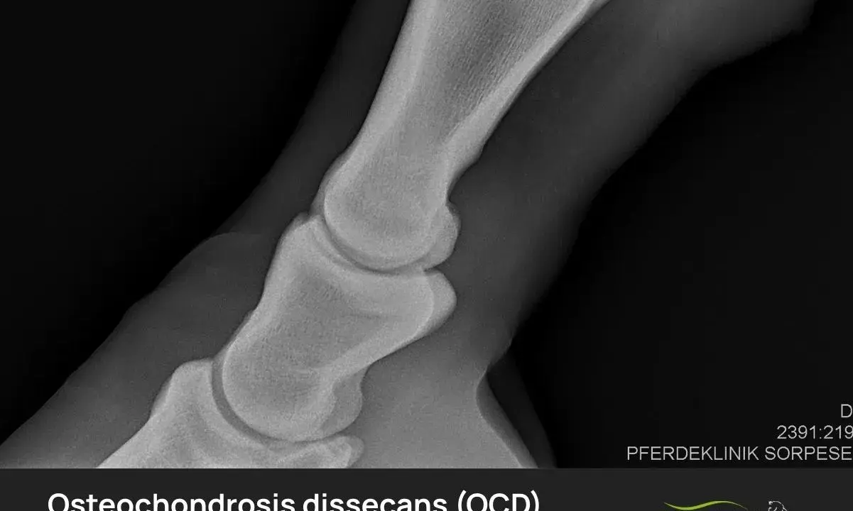 Röntgenbild eines Pferdefußes mit OCD (Osteochondrosis dissecans). Die Aufnahme zeigt die Knochenstruktur und mögliche Veränderungen.