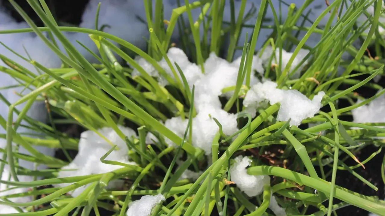 Grüner Schnittlauch kämpft sich durch den Schnee. Er beweist, dass Schnittlauch winterhart ist und auch bei Kälte wächst.
