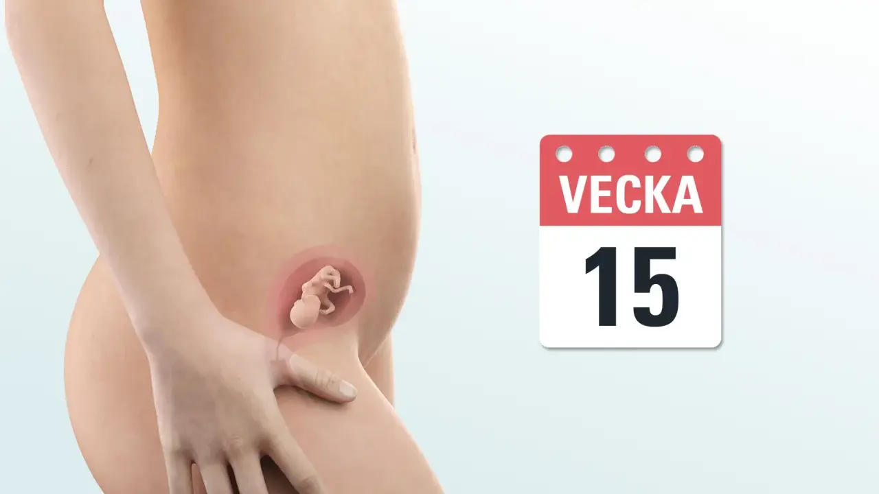 Gravid v 15. En illustration visar en gravid mage med ett foster inuti. En kalender visar vecka 15.