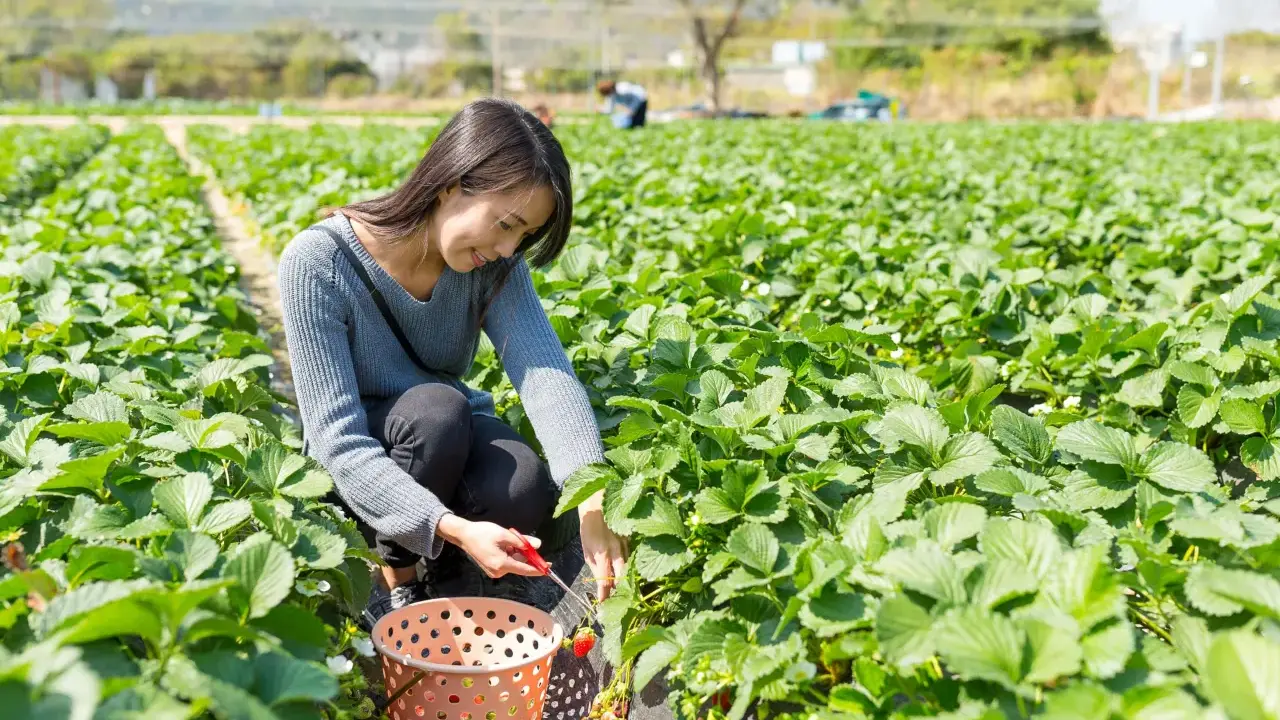Une femme récolte des fraises dans un champ. Le moment idéal pour planter fraisier est au printemps ou à l'automne.