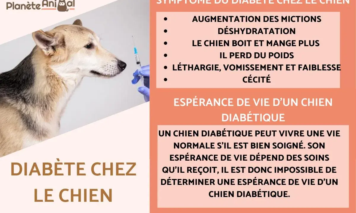 Un chien regarde une seringue, les symptômes du diabète canin incluent la soif accrue et la perte de poids.