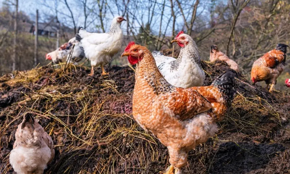 Des poules picorent sur un tas de fumier de poule, un engrais naturel riche pour le jardin.