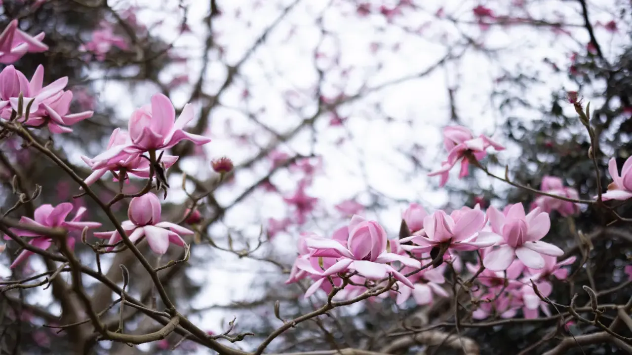 Delikatne, różowe kwiaty magnolii rozkwitają na gałęziach, zapowiadając wiosnę.