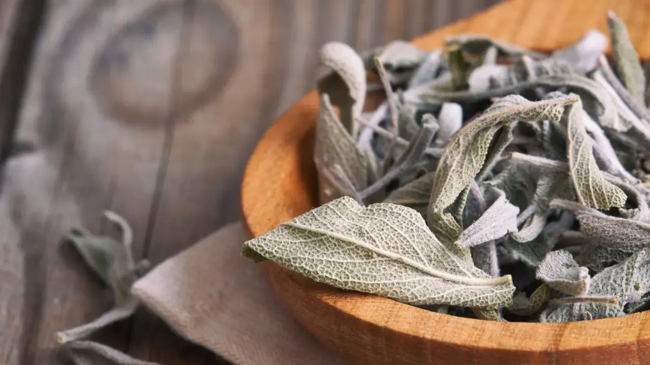 Get inspired for your next salbei rezepte! Getrocknete Salbeiblätter in einem Holzlöffel, bereit für köstliche Gerichte.