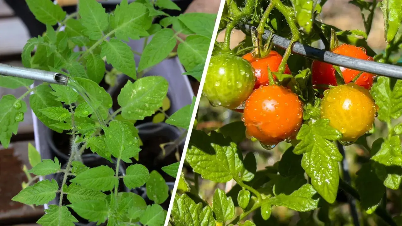 Watering tomato seedlings and ripe cherry tomatoes. Learn how often to water tomatoes in pots for healthy growth and fruit.