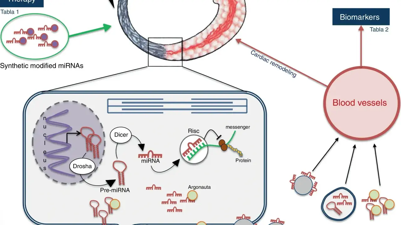 Diagrama ilustra la terapia con micro ARN sintéticos modificados para tratar IAM, su procesamiento celular y su rol como biomarcadores en vasos sanguíneos.