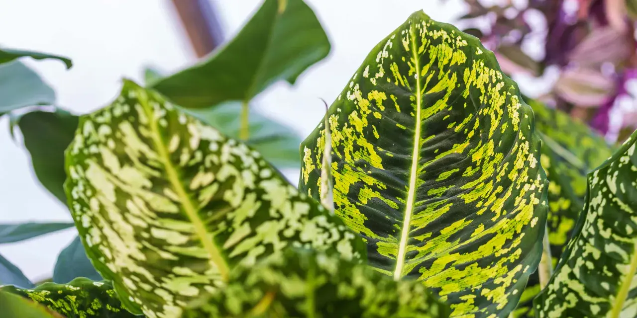 Nahaufnahme von Dieffenbachia-Blättern mit grünen und gelben Flecken. Die Blattadern sind deutlich sichtbar. Perfekt für die Dieffenbachia Pflege.
