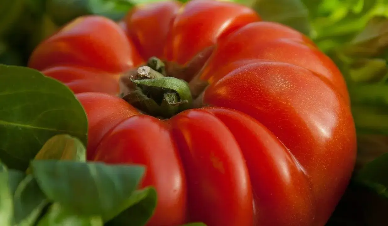 Gros plan sur une tomate cœur de bœuf rouge vif, ses lobes charnus se détachant sur un fond de feuilles vertes.