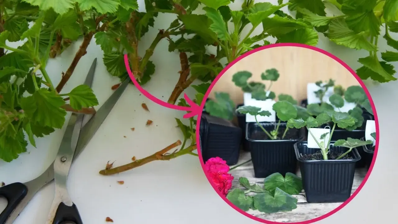 Przygotowanie sadzonek pelargonii: cięcie pędów i sadzenie w doniczkach.