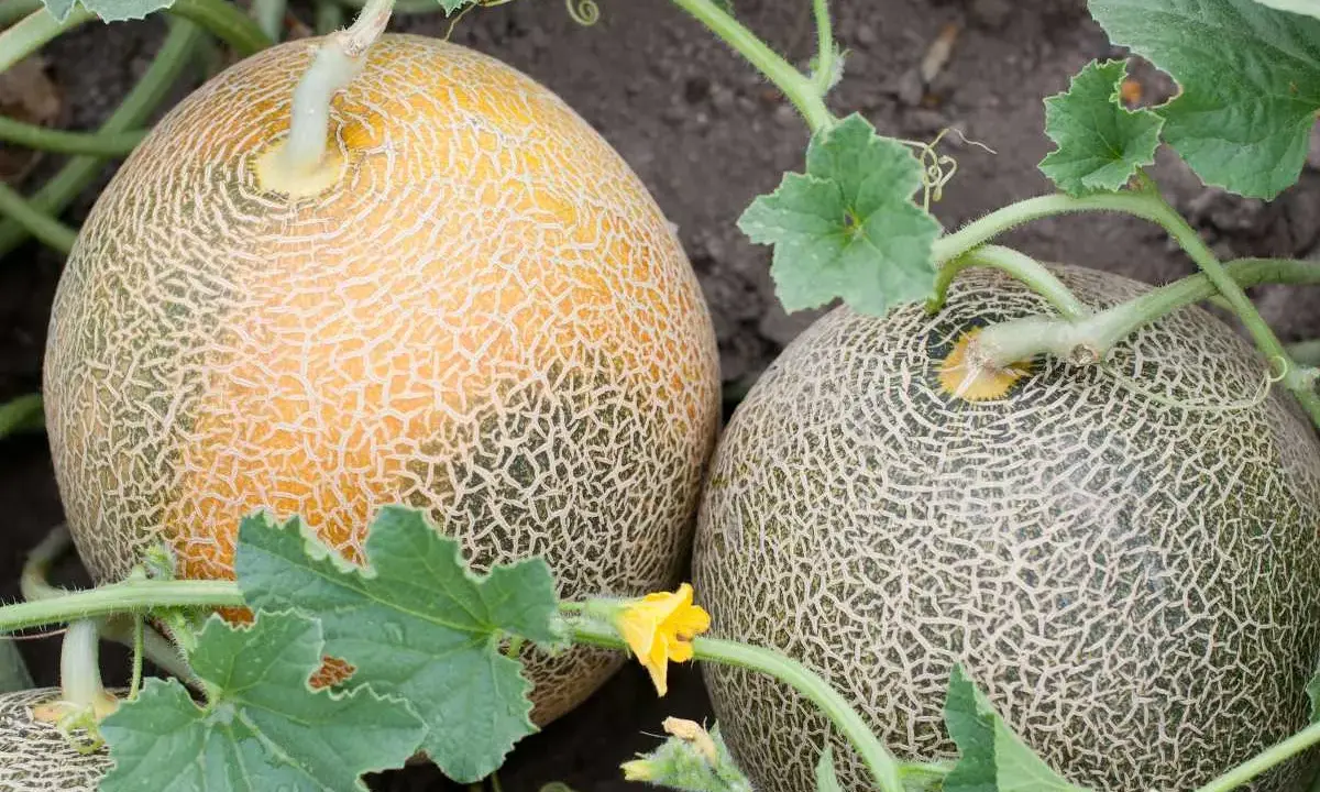 Deux melons cantaloups mûrs, un jaune et un vert, poussent sur leur plant. La culture du melon est un art.