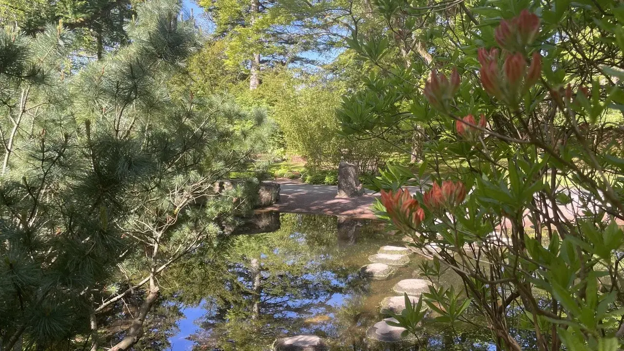 En lugn damm med stenar som leder över vattnet i en vacker del av botaniska trädgården i Göteborg.