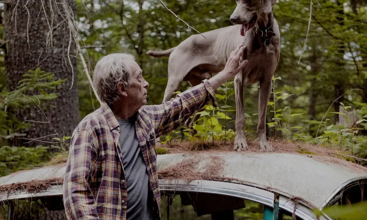 A man pets a Weimaraner standing on a rusted car roof in a forest, a scene reminiscent of William Wegman's most famous photos.