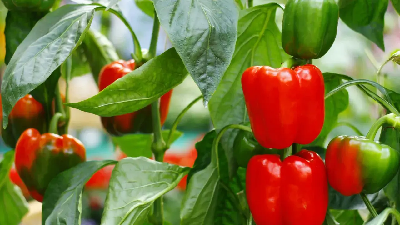Poivrons rouges et verts mûrs sur leur plant, une belle association poivron potager.