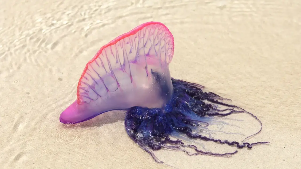 Una caravella portoghese, una delle meduse strane più colorate, spiaggiata sulla sabbia con le sue lunghe e sinuose tentacoli blu.