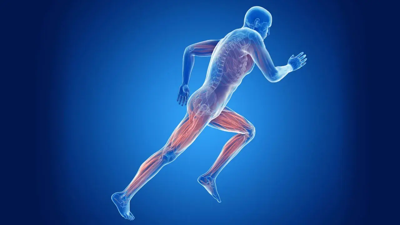 Beim Joggen werden die Beinmuskeln trainiert. Die Abbildung zeigt die Muskulatur eines Läufers.