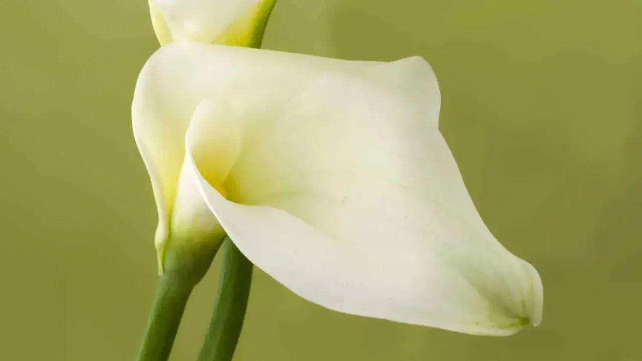 Deux élégantes fleurs de zantedeschia aethiopica, d'un blanc pur, se dressent sur des tiges vertes sur fond vert pâle.