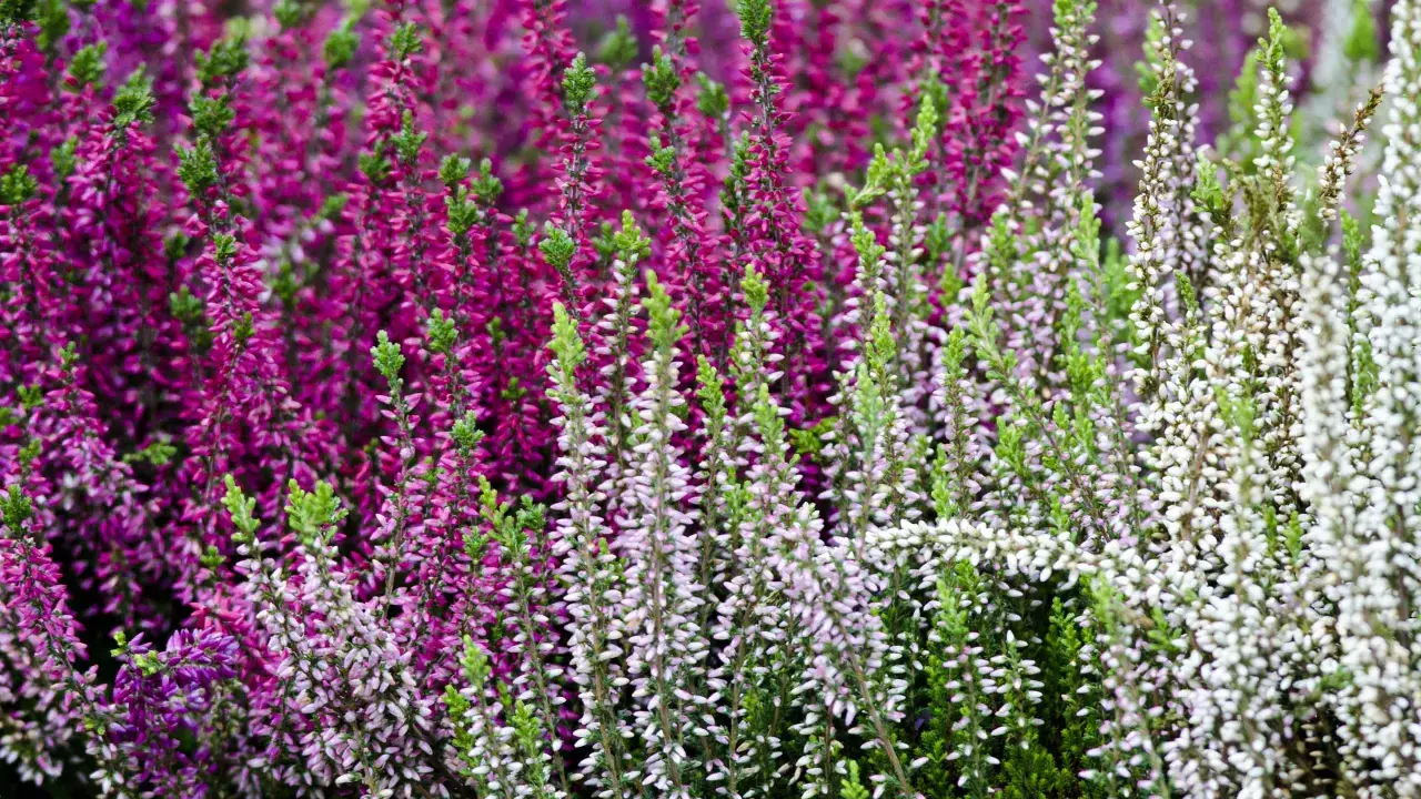 Brezo en flor, morado y blanco, con follaje verde. Cuidados sencillos para un jardín vibrante.