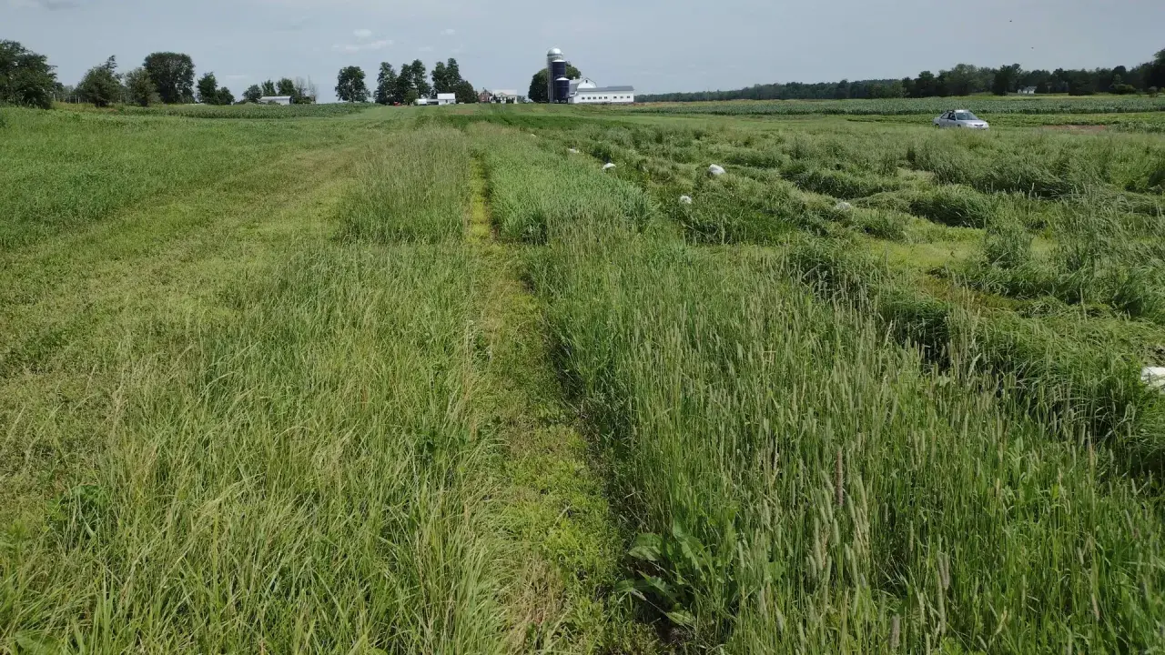 A wide field of lush green summer forage crops stretches towards a farm with silos and buildings.