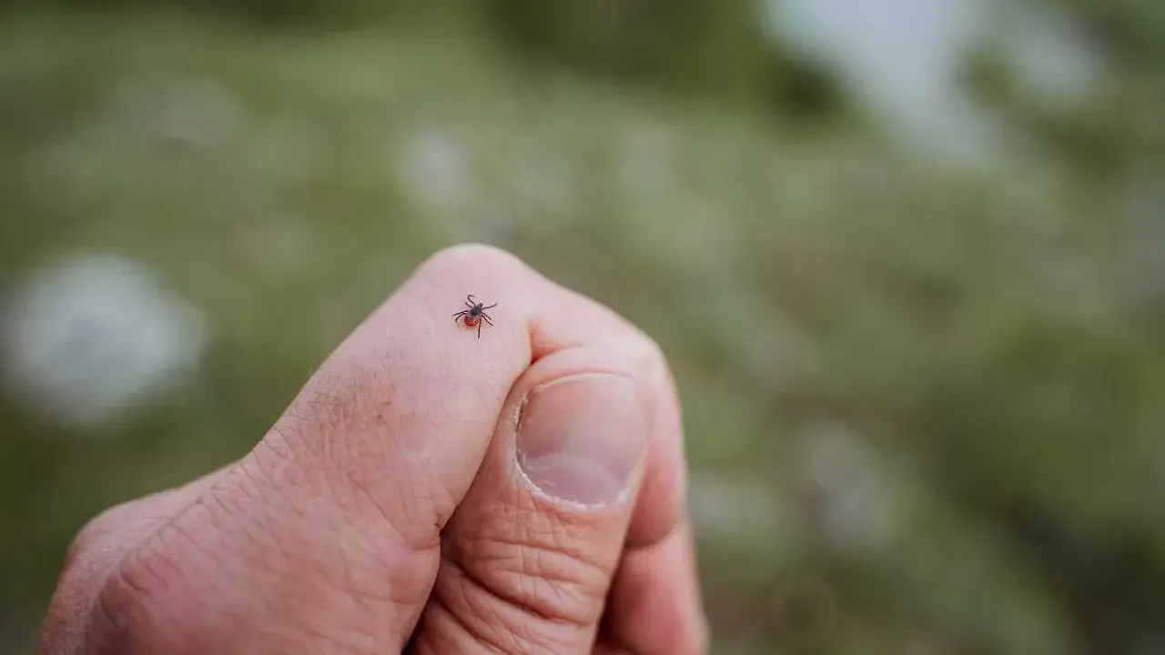 En fästing kryper på ett finger. Tänk på tbe inkubationstid om du hittar en.