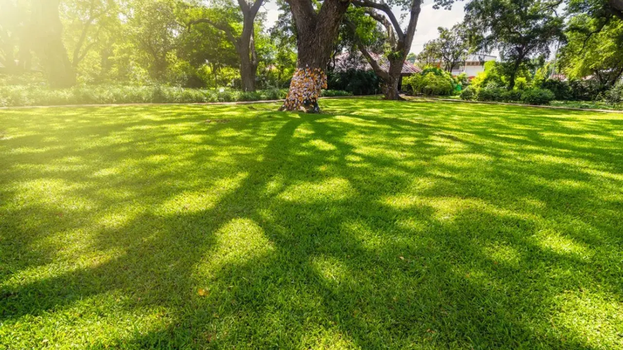 A lush green lawn, with dappled sunlight and shade from large trees, creates a peaceful scene. The grass that grows in shade here is vibrant and healthy.