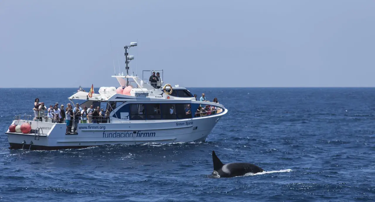 Orca schwimmt neben einem Boot mit Touristen. Beste Zeit für Whale Watching in Tarifa ist jetzt!