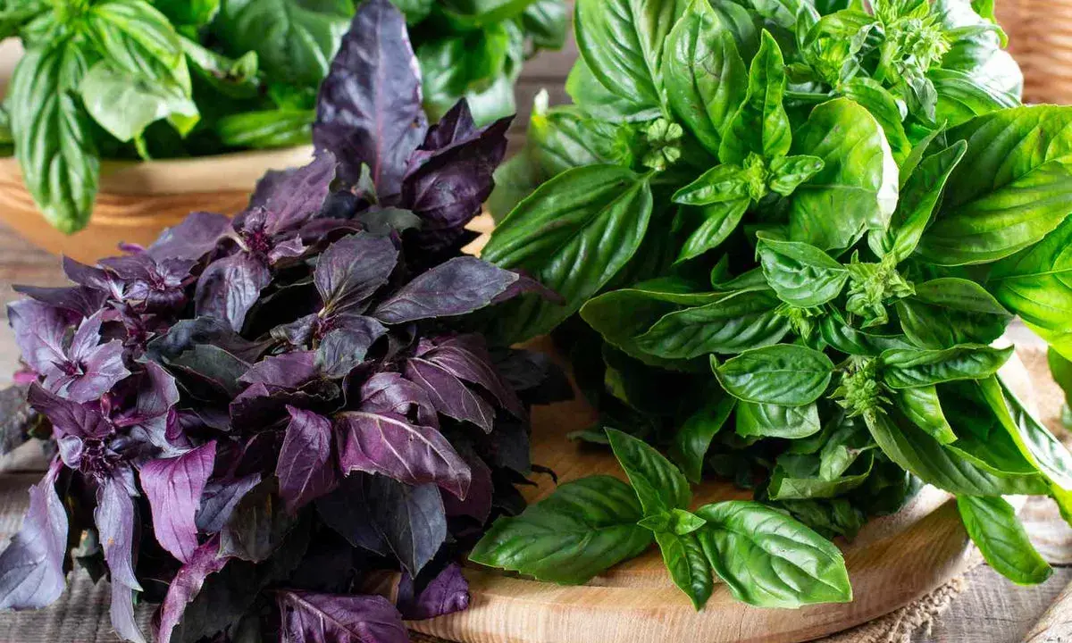 Deux bouquets de basilic, l'un pourpre et l'autre vert, sur une planche en bois. Le basilic africain est connu pour ses nombreux bienfaits.