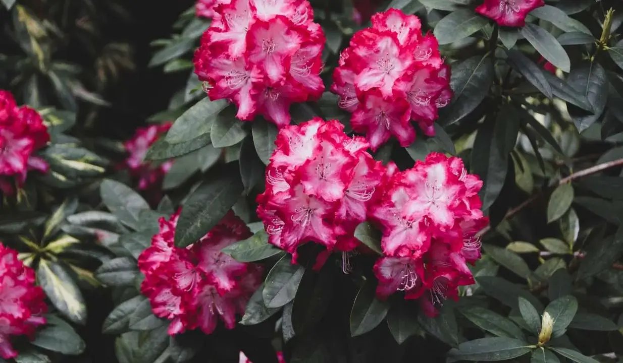 Piękne, różowo-białe kwiaty rododendrona. Ta roślina preferuje kwaśną ziemię, bogatą w próchnicę.