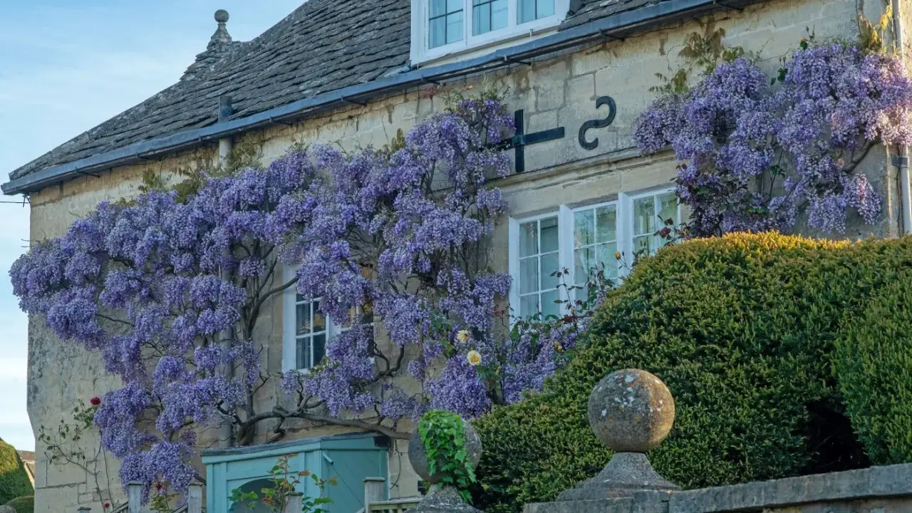 Une glycine spectaculaire s'épanouit contre une maison en pierre, ses grappes violettes tombant en cascade.