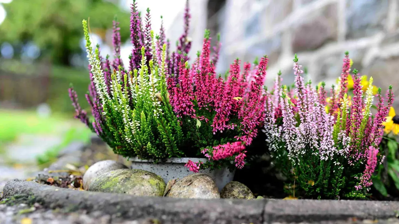 Wrzosy na wiosnę w donicy, otoczone kamieniami. Różowe, białe i fioletowe kwiaty tworzą barwną kompozycję.