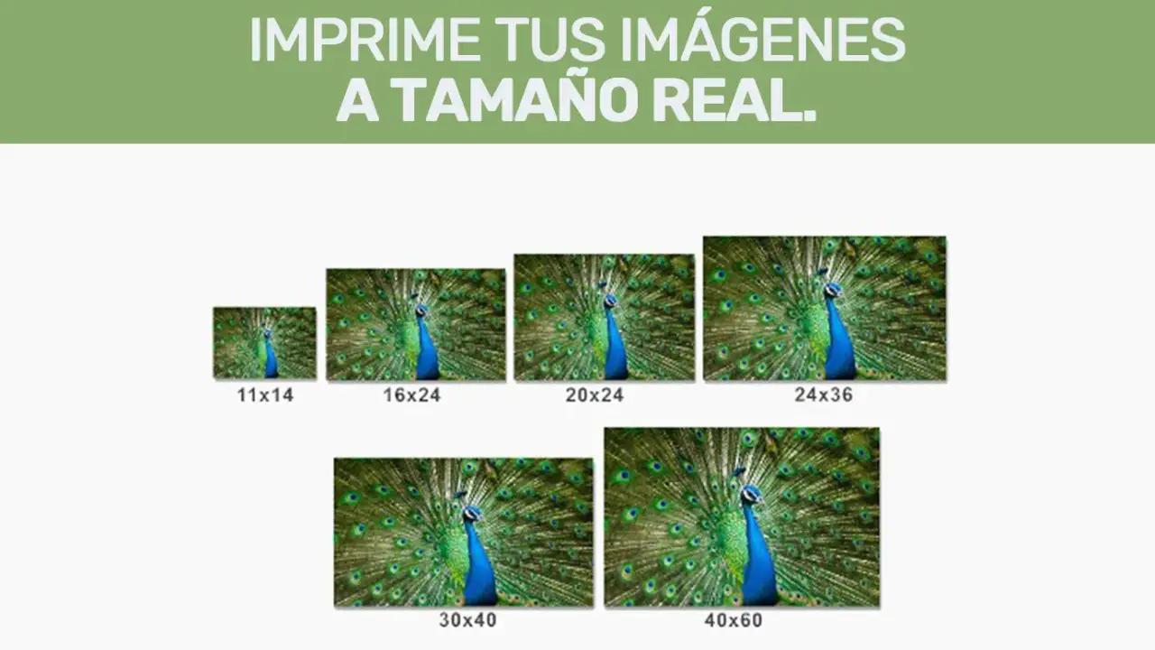 Imprime tus imágenes a tamaño real. Muestra un pavo real con la cola desplegada en varios tamaños: 11x14, 16x24, 20x24, 24x36, 30x40 y 40x60.
