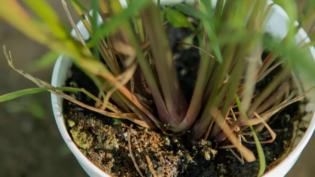 Close-up of a potted lemongrass plant, showing its thick, reddish stalks and green leaves emerging from dark soil.
