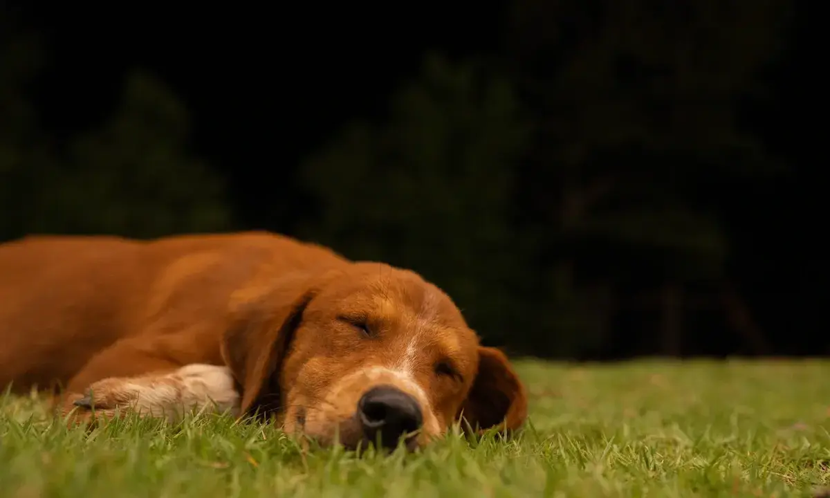 Un chien brun dort paisiblement sur l'herbe. Il semble qu'il rêve de rester dehors la nuit.
