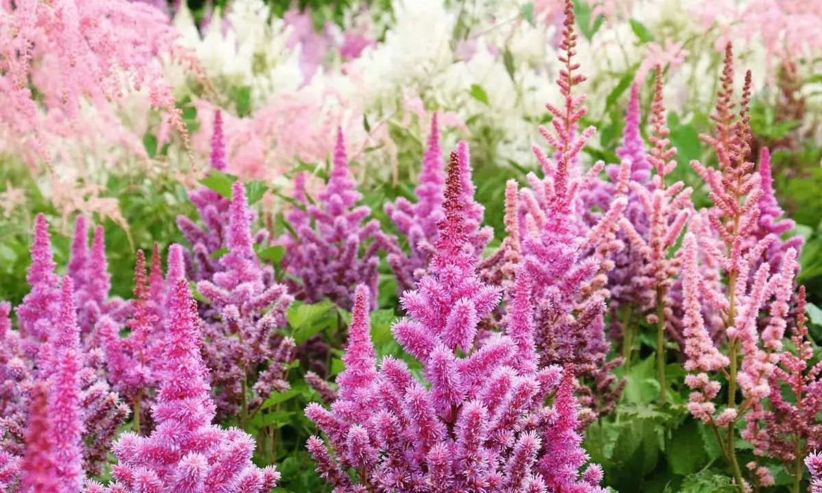 A field of pink and white astilbe blooms, showcasing their feathery plumes. This is the peak astilbe bloom time, a vibrant display of summer color.