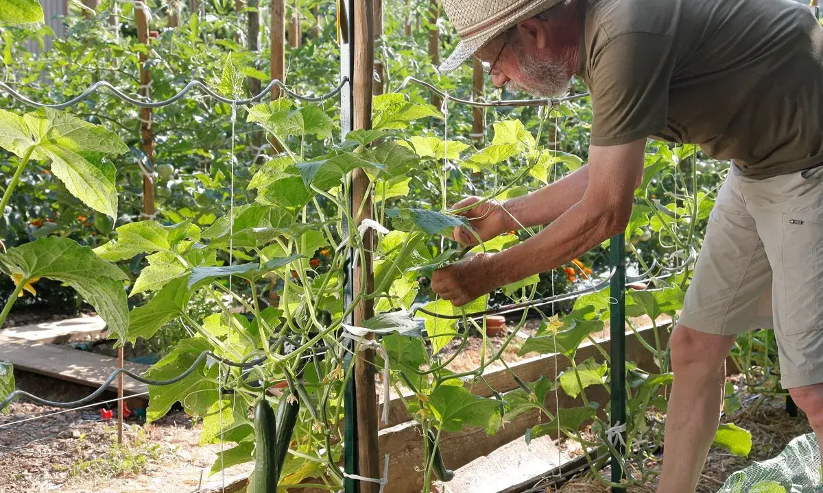 Un jardinier aide à fabriquer un tuteur pour ses concombres, guidant les plantes grimpantes dans le potager.