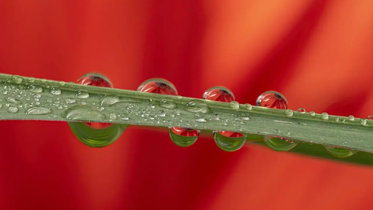 Macro per fotografare gocce d'acqua su un filo d'erba, con riflessi rossi di un fiore.
