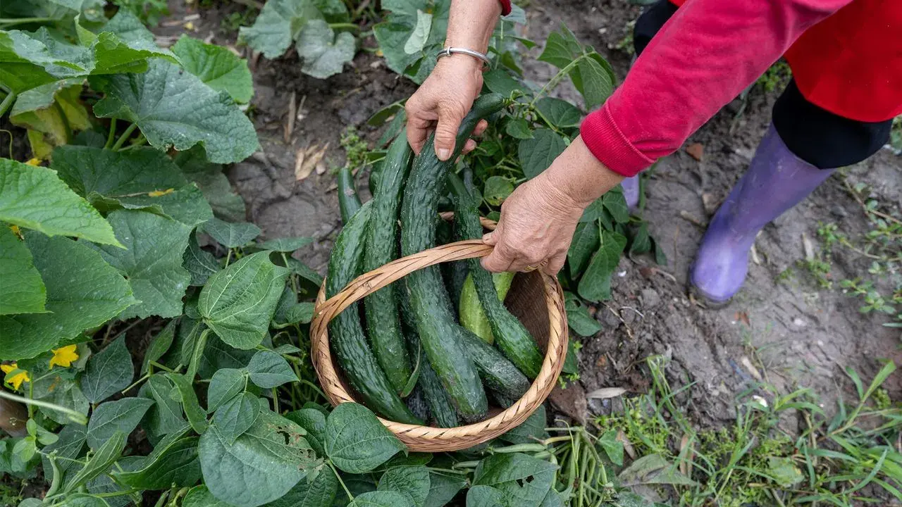 Mains récoltant des concombres à planter dans un panier en osier, entouré de feuilles vertes luxuriantes.