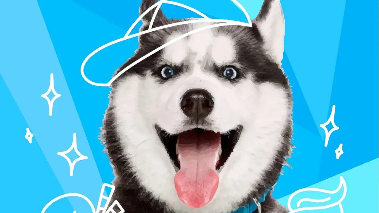 Wesoły husky w czapce, z wywieszonym językiem. Czy to rasa psa do mnie pasuje?