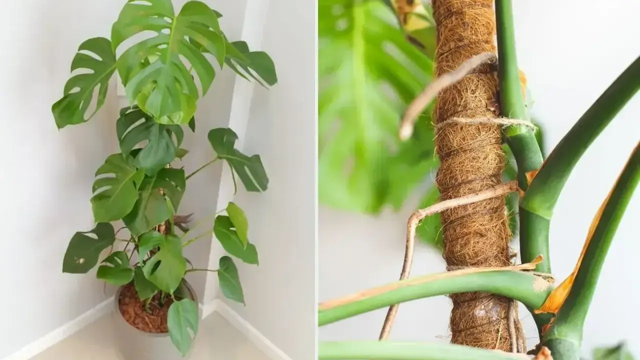 Monstera na paliku kokosowym. Czy można obcinać korzenie monstery? Pielęgnacja tej rośliny jest prosta.